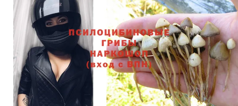 Псилоцибиновые грибы Psilocybine cubensis  Котельники 